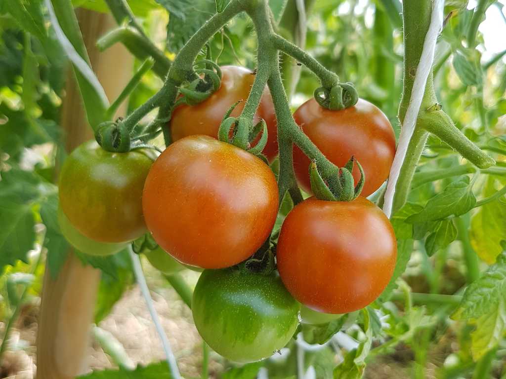 Mexican Honey, Mexikanische Honigtomate
